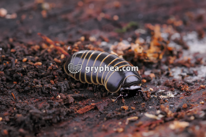 Glomeris (myriapode) - gryphea.com